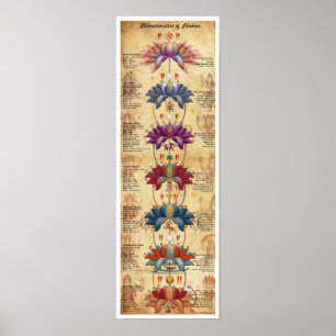 Poster Características de Chakras - estilo Contrastive