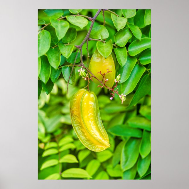 Poster Carambola (Frente)