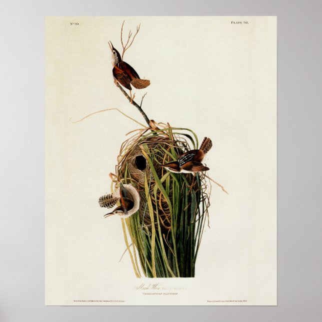 Pôster Caramujo-do-pântano de Audubon (Frente)