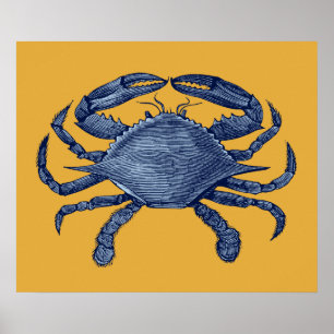 Pôster Caranguejo azul