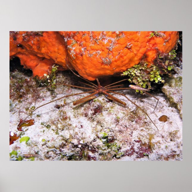 Poster Caranguejo de Seta Cozumel (Frente)