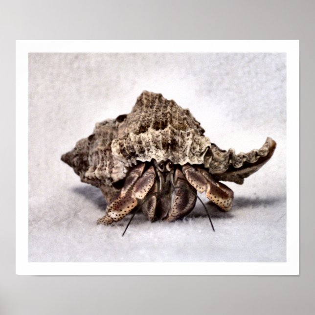 Pôster Caranguejo ermitão nº 1 (Frente)