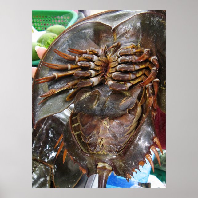 Pôster Caranguejo Ferradura ... Comida de Rua Tailandesa  (Frente)