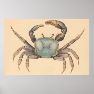Pôster Caranguejo Ilustração dos manguezais do vintage