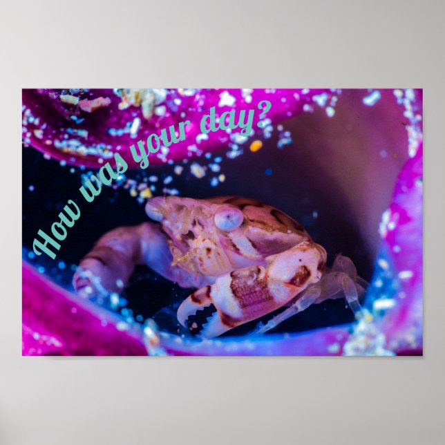 Poster Caranguejo-Nadador (Lissocarcinus laevis Miers, 18 (Frente)