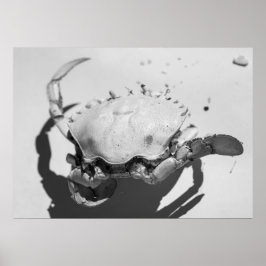 Poster Caranguejo Oceânico Monocromático Negro E Branco