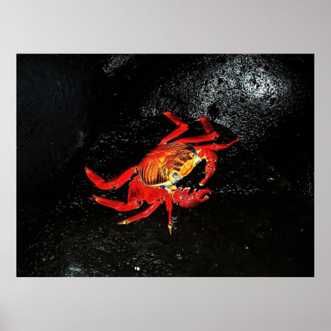 Poster Caranguejo Sally Lightfoot (Frente)
