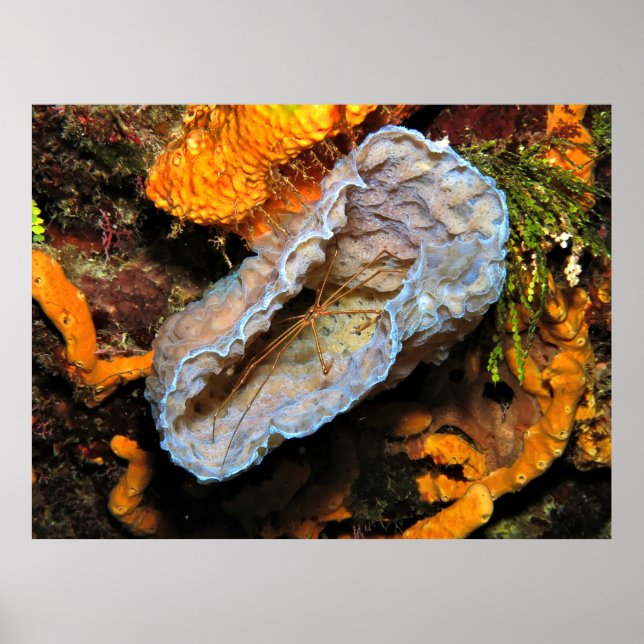 Poster Caranguejo-Seta Enrolando uma Esponja (Frente)