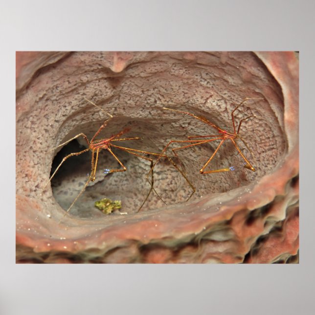 Poster Caranguejos de Seta em uma Esponja de Barrel (Frente)