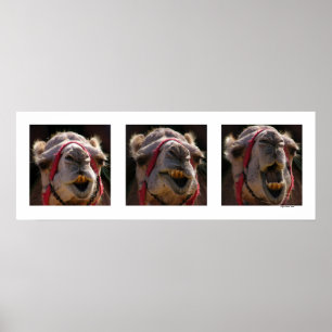 Pôster Caras do camelo