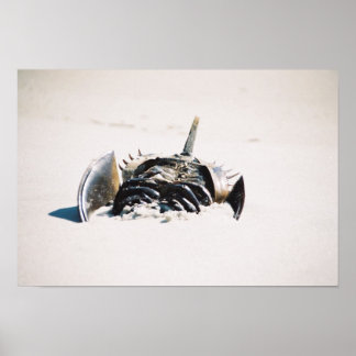 Pôster Carbo de ferradura