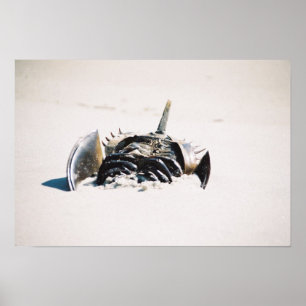 Pôster Carburador em ferradura