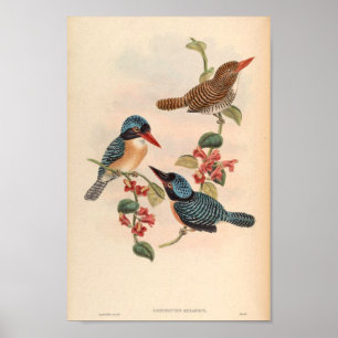 Poster Carcineutas Melanops Kingfisher Vintage Bird Asia