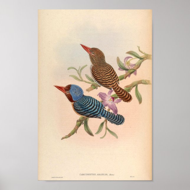 Poster Carcineutes Amabilis Tenasserim Kingfisher Vintage (Frente)