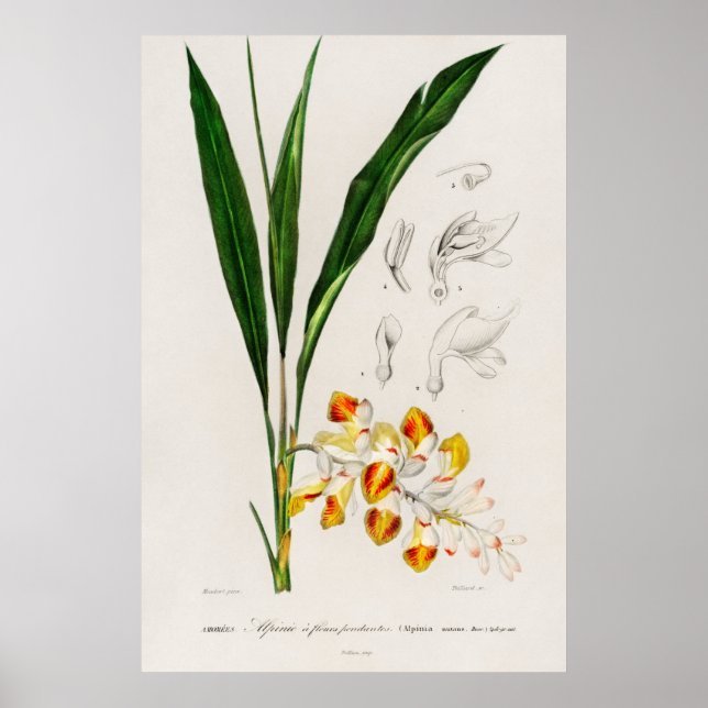 Poster Cardamom anão (Alpinia nutans) (Frente)