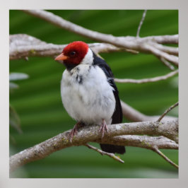 Poster Cardeal amarelado em uma árvore