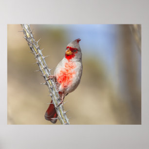 Poster Cardeal do Deserto