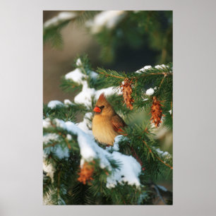 Poster Cardeal do norte na árvore, Illinois
