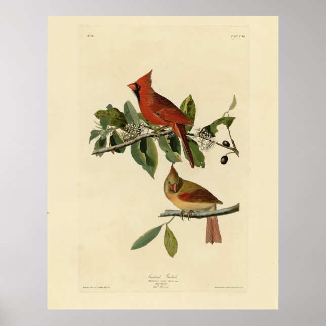 Poster Cardeal Grosbeak das Aves da América de Audubon (Frente)