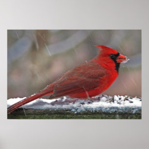 Poster Cardeal na neve