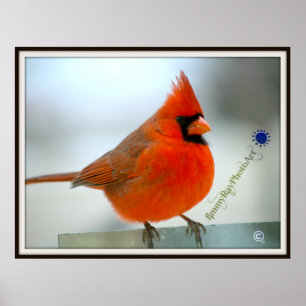 Pôster Cardeal vermelho do pássaro