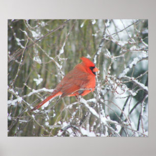 Pôster Cardeal vermelho no inverno