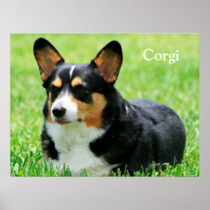Poster Cardigan Welsh Corgi