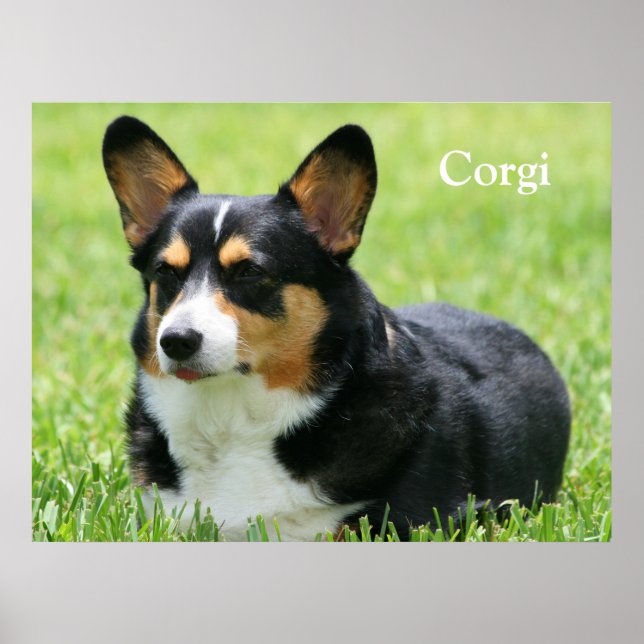 Poster Cardigan Welsh Corgi (Frente)