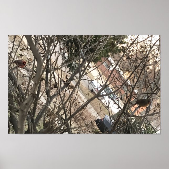 Poster Cardinais (Frente)