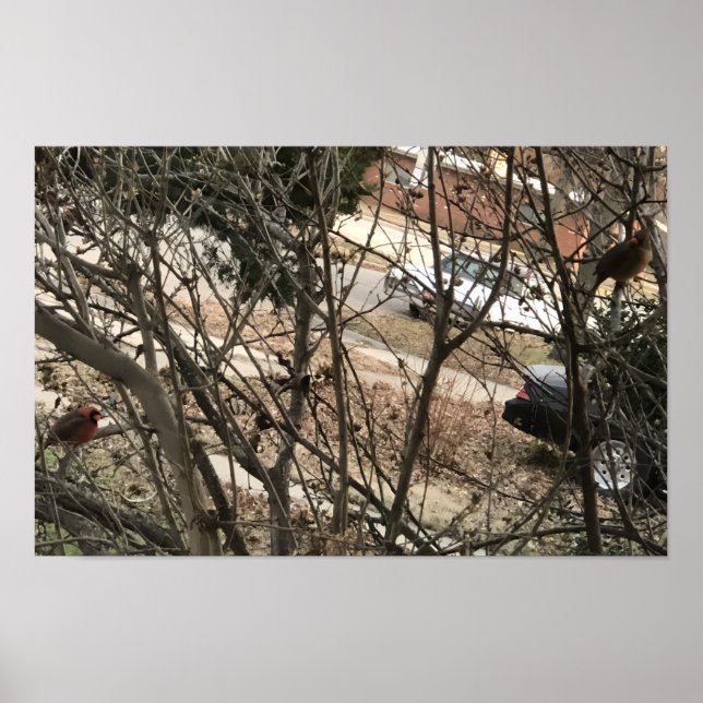 Poster Cardinais (Frente)