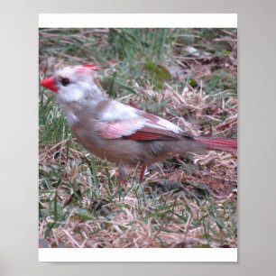 Poster Cardinal