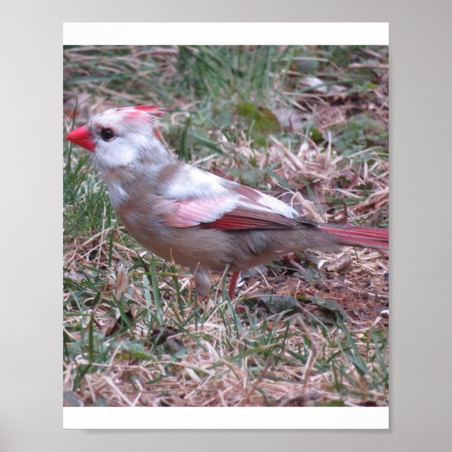 Poster Cardinal (Frente)