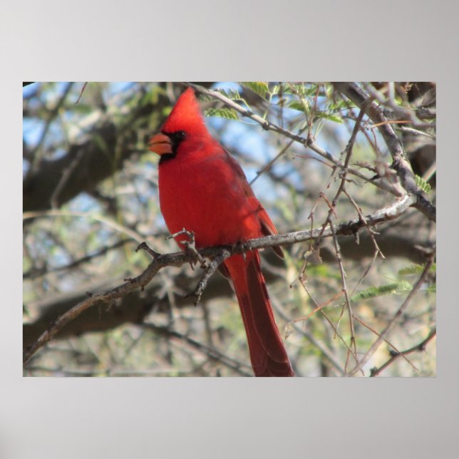 Poster Cardinal (Frente)