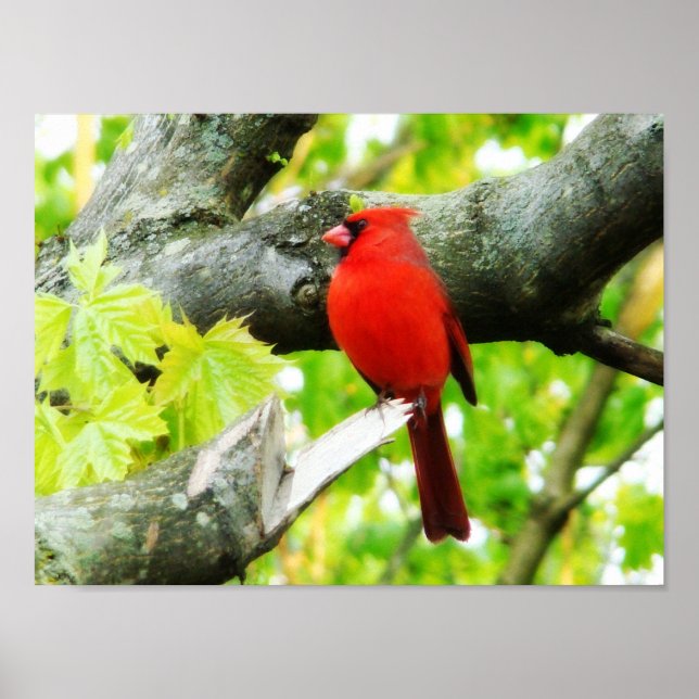 Poster Cardinal (Frente)