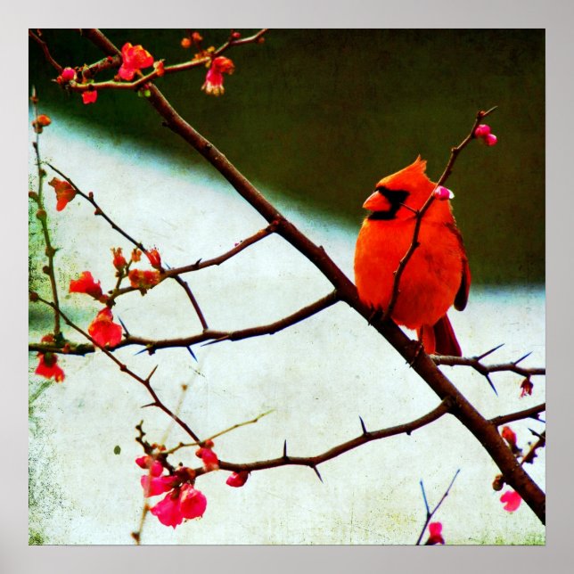 Pôster Cardinal (Frente)