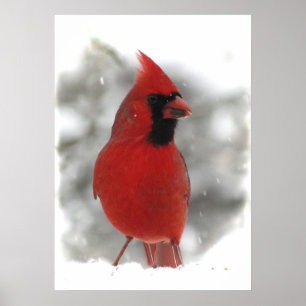 Pôster Cardinal