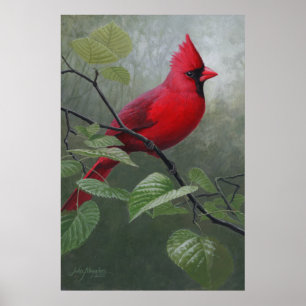 Pôster Cardinal