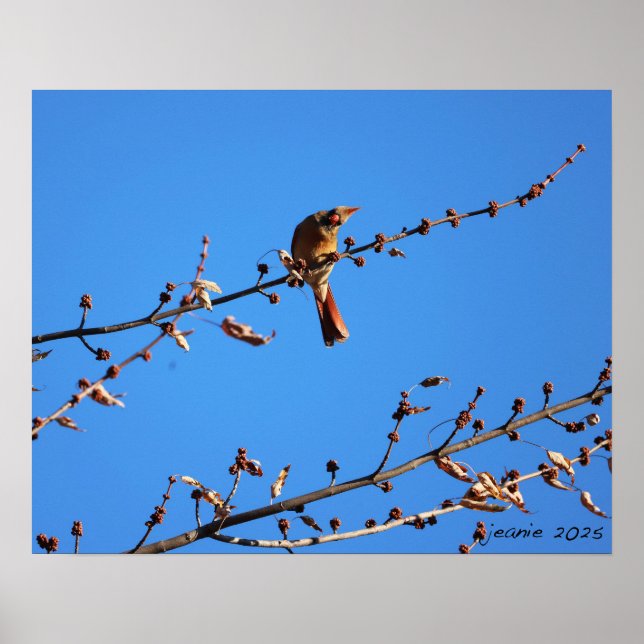 Poster Cardinal (Frente)