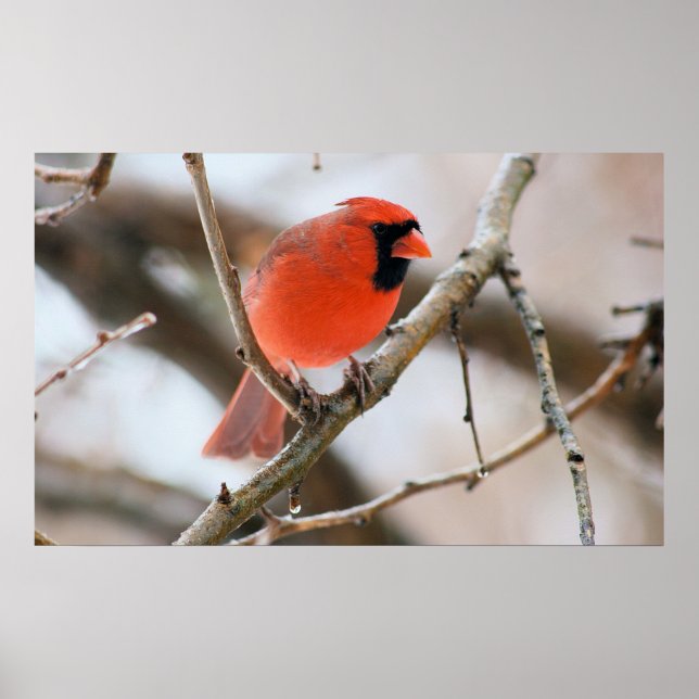 Poster Cardinal Bird  (Frente)
