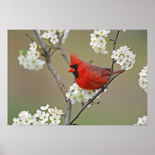 Pôster Cardinal-do-norte