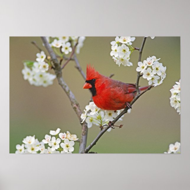 Pôster Cardinal-do-norte (Frente)