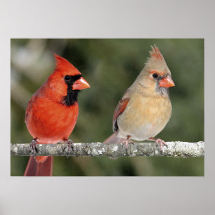 Poster cardinal do norte da fotografia