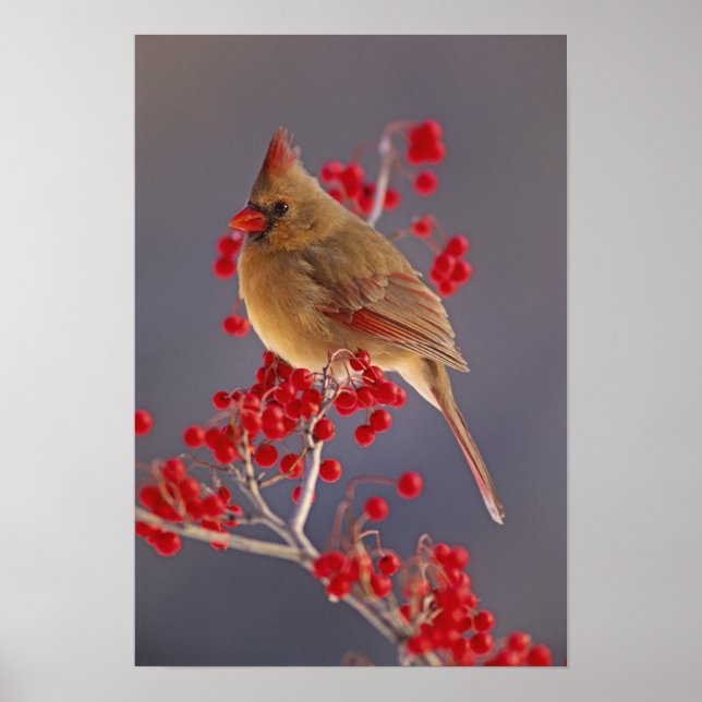 Pôster Cardinal-do-norte fêmea entre espinheiro (Frente)