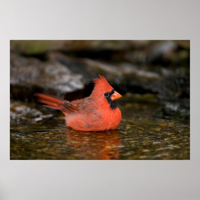 Poster Cardinal-do-norte macho banhando-se (Frente)