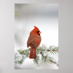Poster Cardinal-do-norte macho em Cedro-do-Atlas Azul