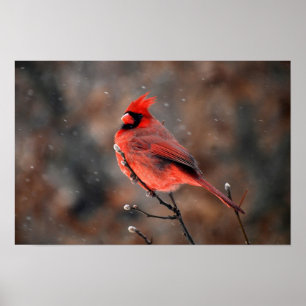 Poster Cardinal em uma tempestade de neve