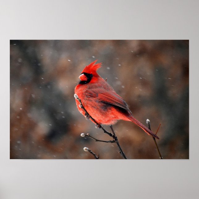 Poster Cardinal em uma tempestade de neve (Frente)