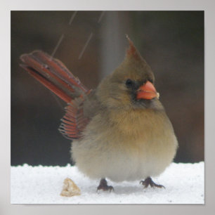 Poster cardinal fêmea