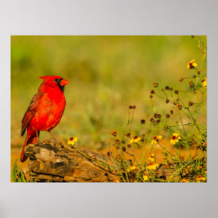 Poster Cardinal macho em tronco