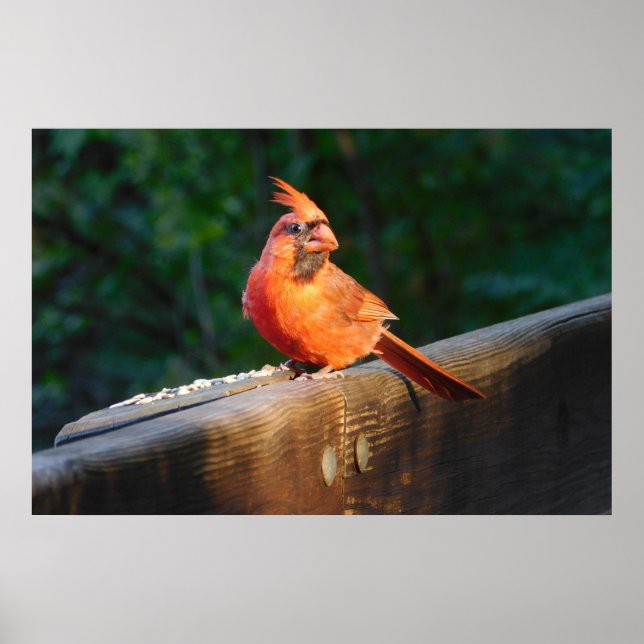 Poster Cardinal Spotlight (Frente)